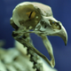 Image for article titled What is the evolutionary advantage of death?